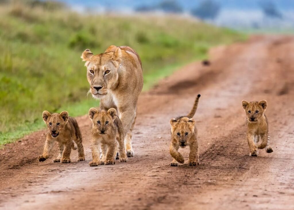 Maasai Mara National Reserve