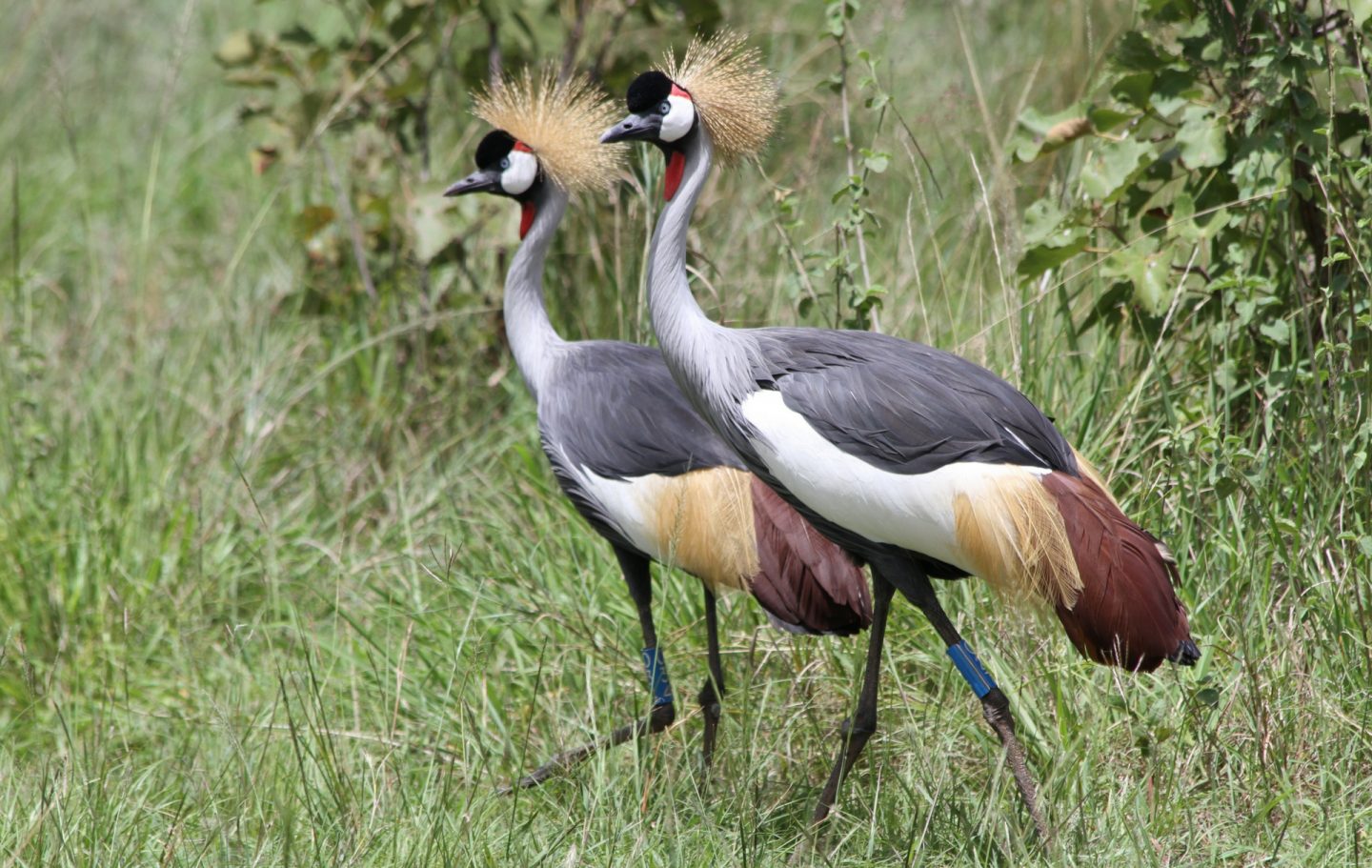 Rwanda Landscape