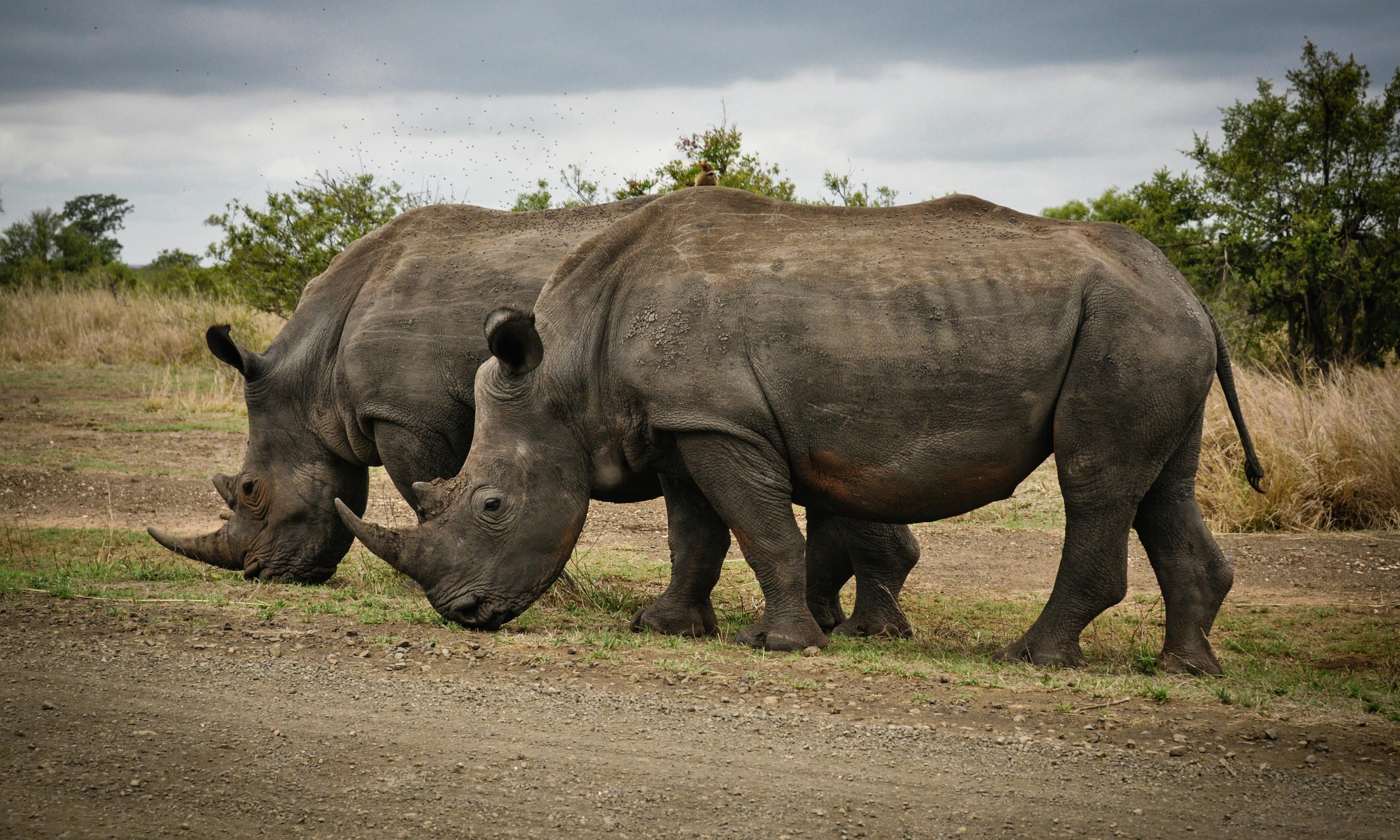 Safari Tours