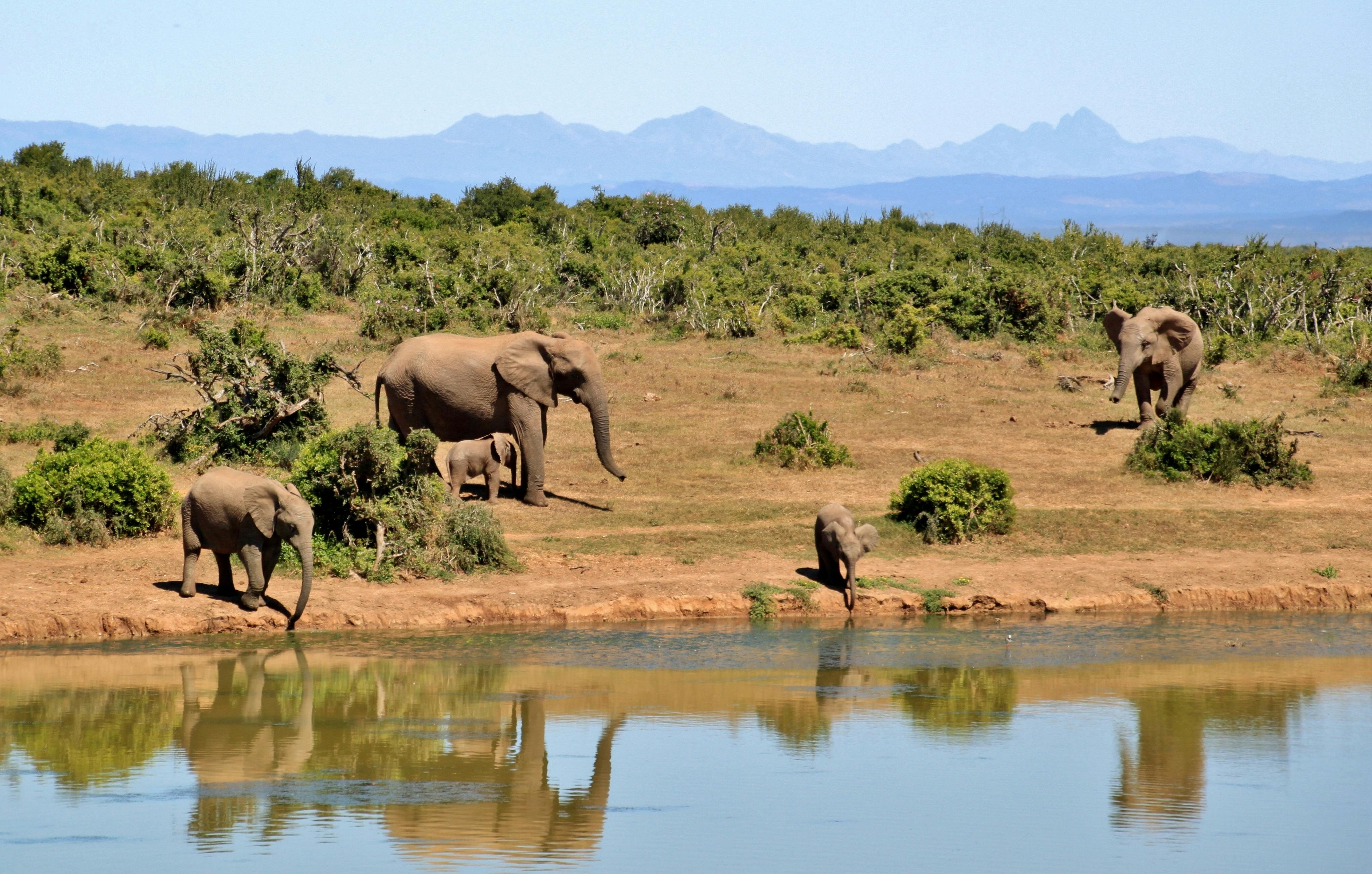 Tanzania Wildlife