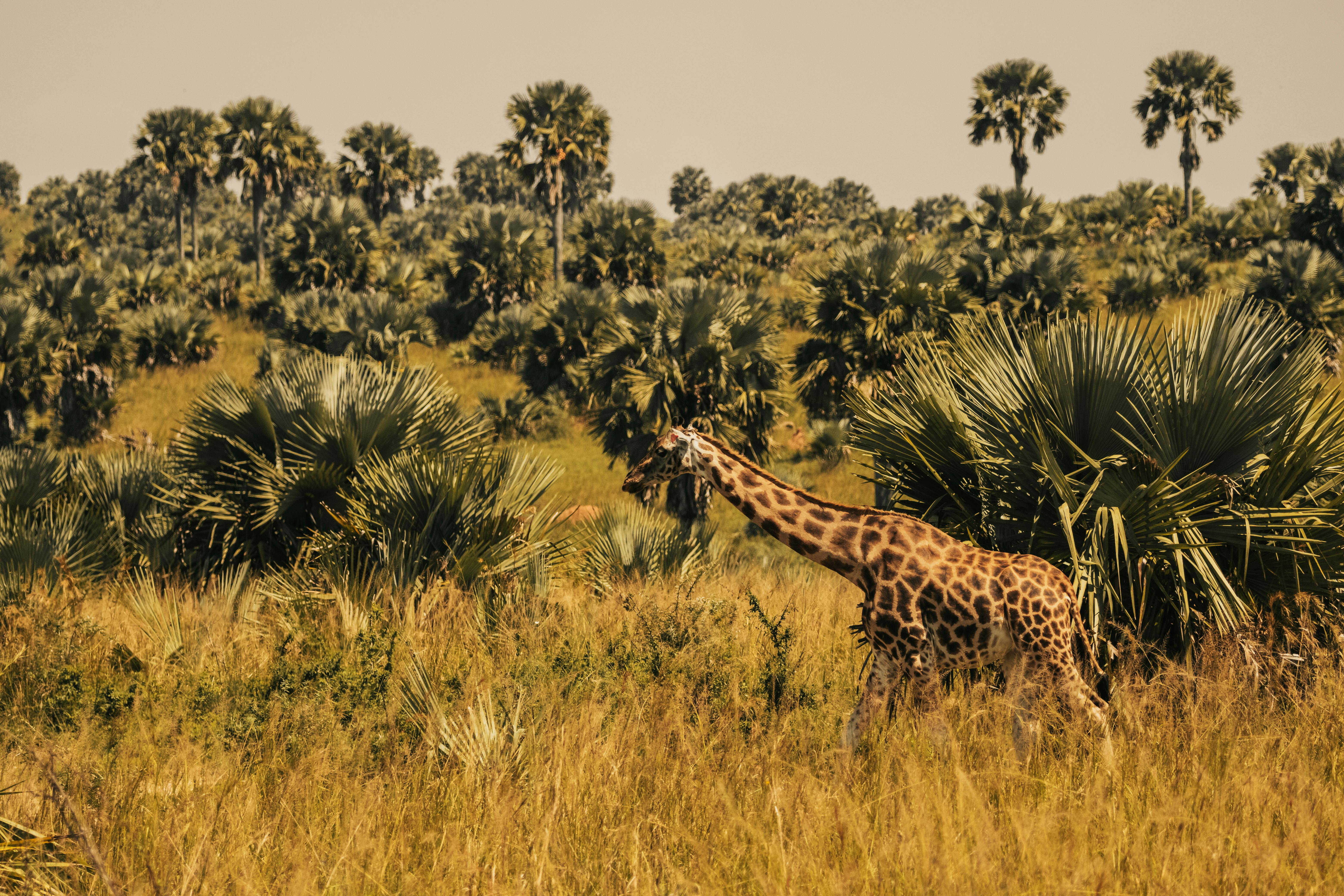 Tanzania Sunset