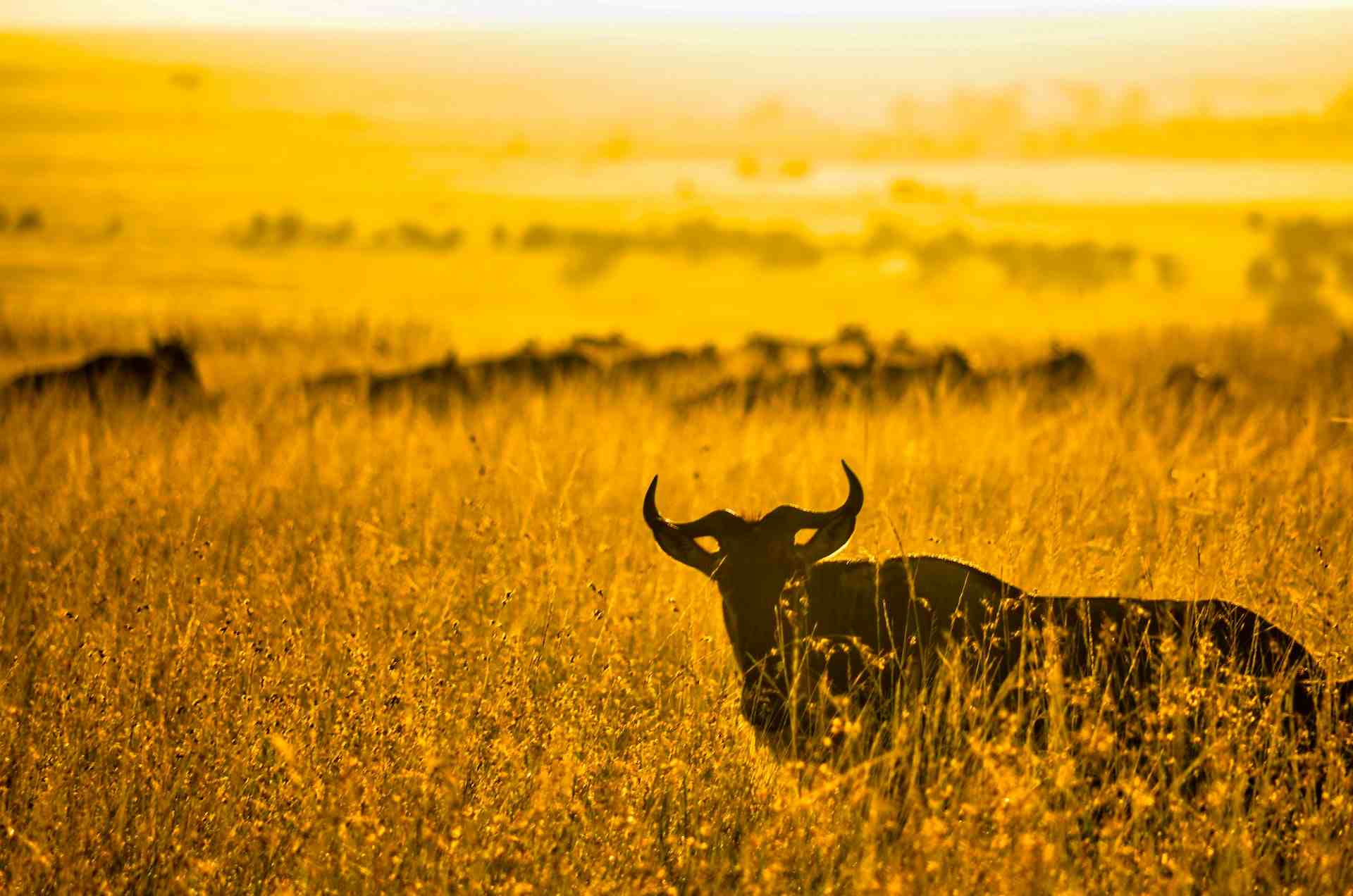 Tanzania Landscape