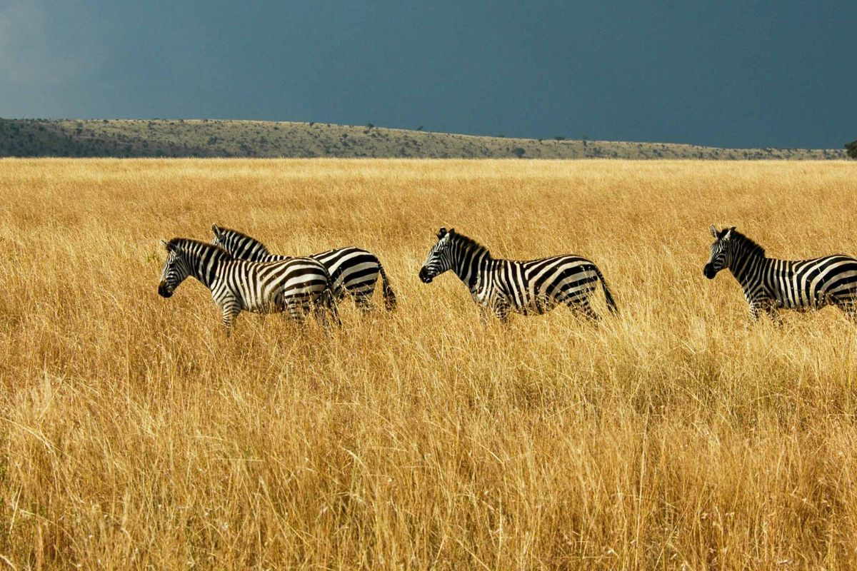 10 DAYS SAMBURU ABADARE NAIVASHA MARA