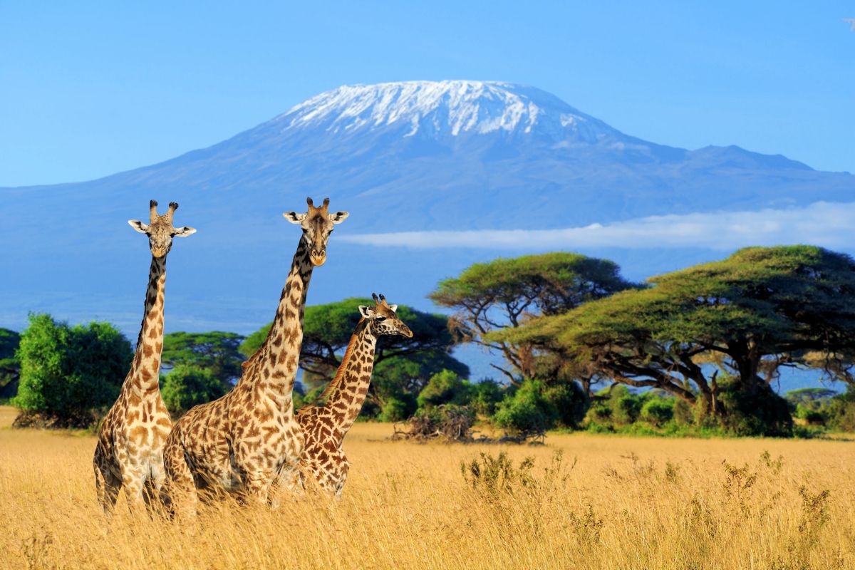   13 NIGHTS 14 DAYS COMBINE BUSH AND BEACH KENYA SAFARI