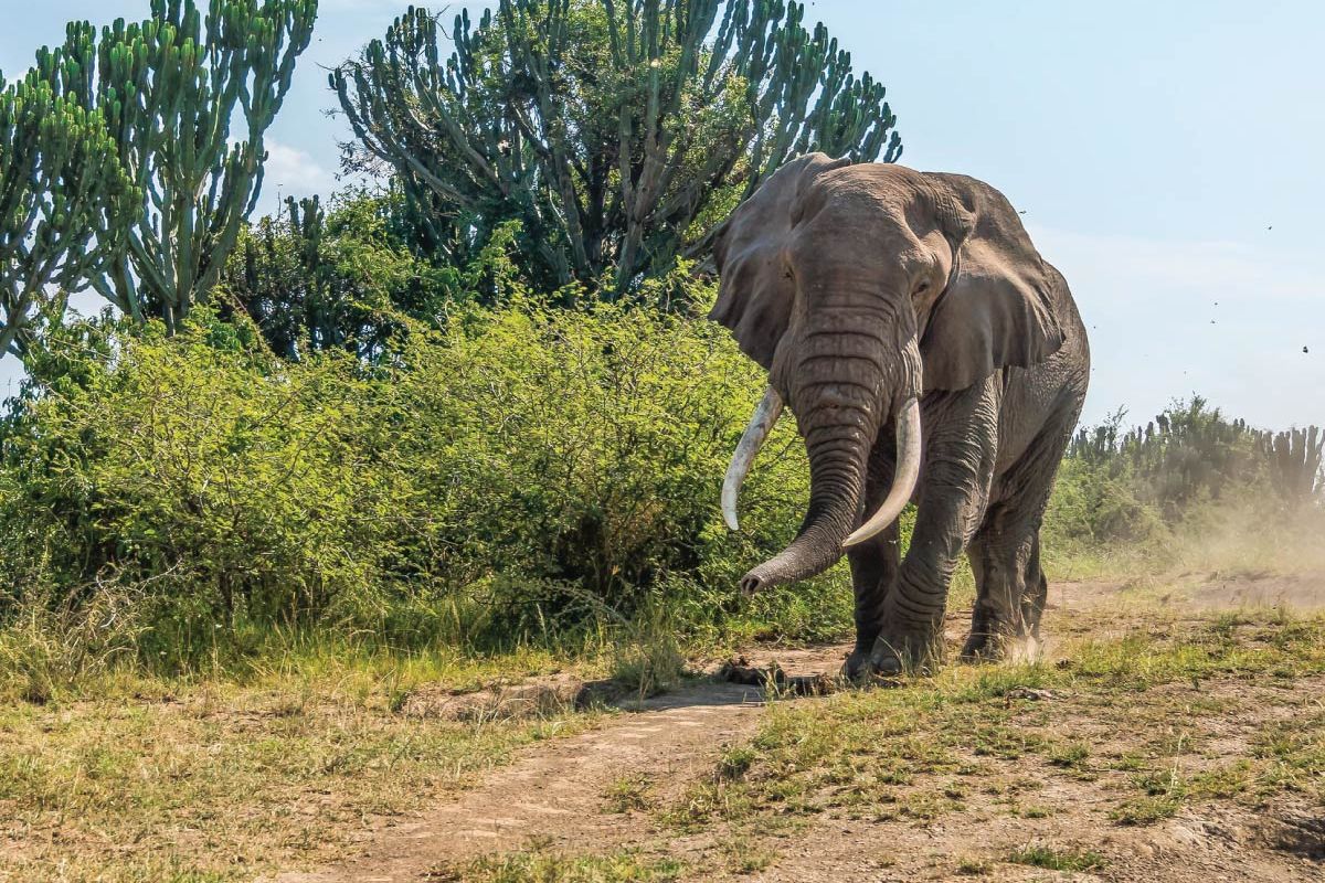 3 DAYS 2 NIGHTS ADVENTURAL TOUR IN AMBOSELI