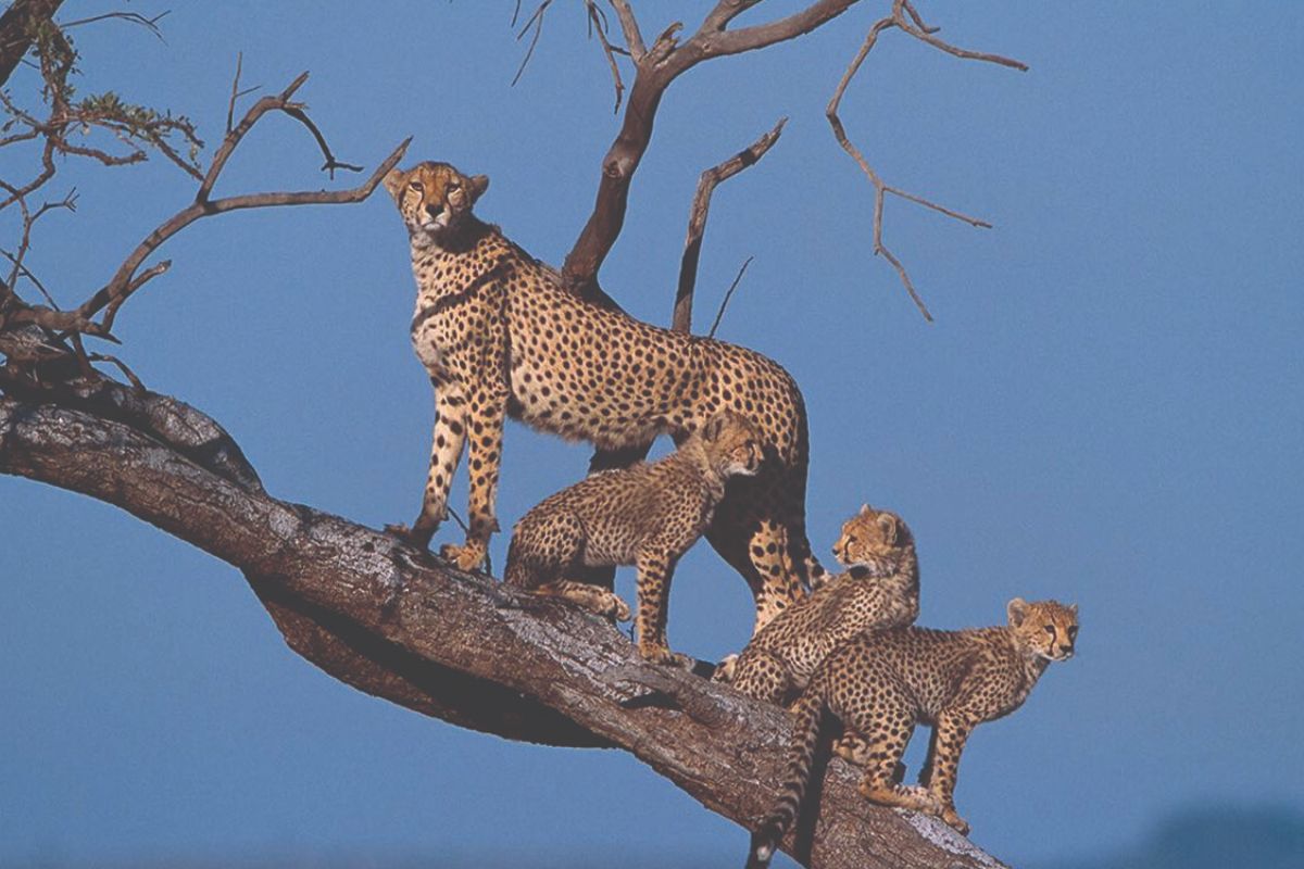 7 DAYS 6 NIGHTS TARANGIRE, LAKE MANYARA, SERENGETI & NGORONGORO CRATER SAFARI