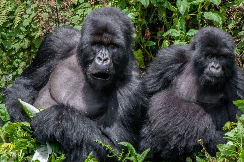  3 DAYS GORILLA TREKKING IN BWINDI, UGANDA